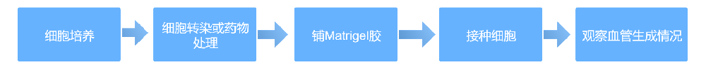 Ѫʵ